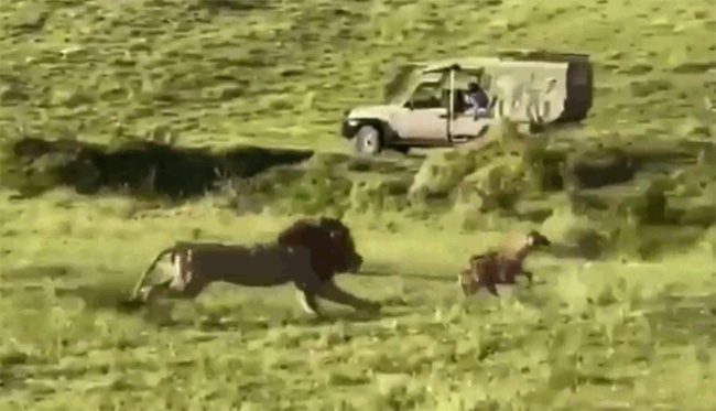 Lion slips on the grass while hunting a hyena.