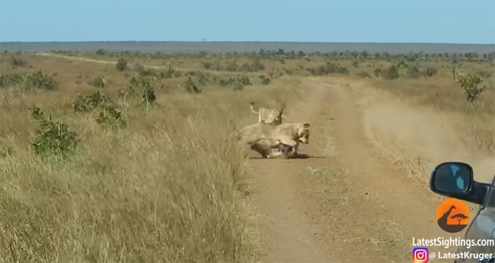 The innocent warthog wandered onto the trail, and two lions rushed in to "make a meal" of their prey.
