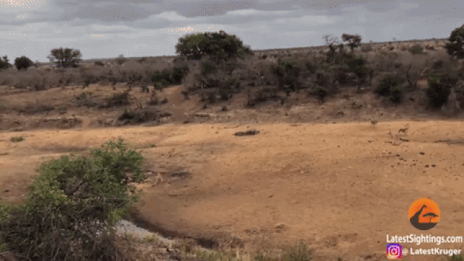 The wild boar's impressive sprint.