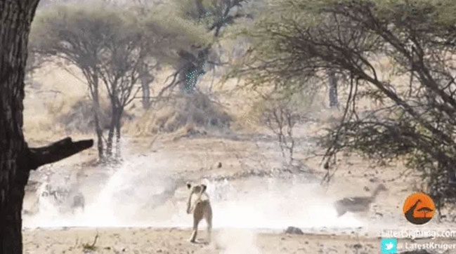 While struggling to control its speed, one lion appeared to trip.