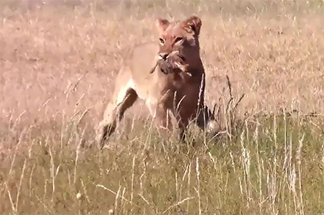 Lion kills ostrich.