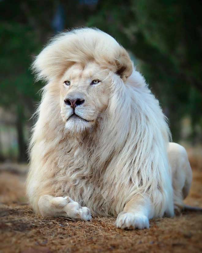 A series of images showcasing the "pure" and powerful beauty of the white lion