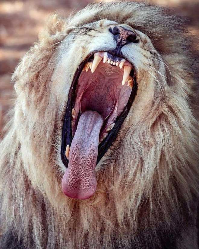 A series of images showcasing the "pure" and powerful beauty of the white lion