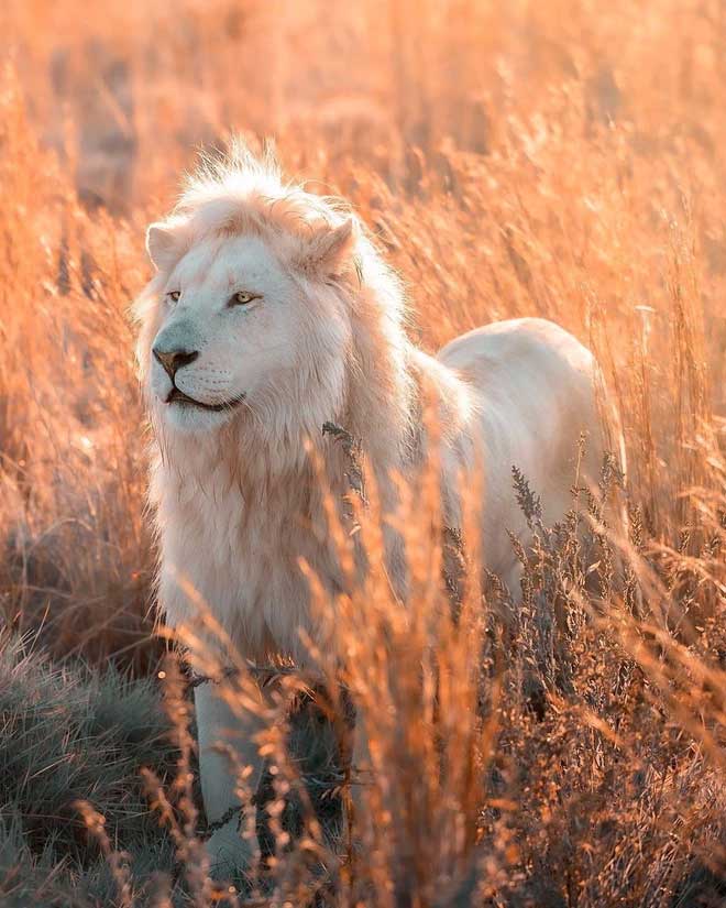 Moya is one of the most famous white lions in the world