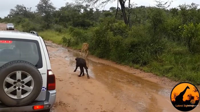 The naive calf approaches the lion.