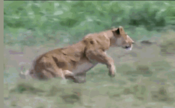 The lion's attack brings down the zebra completely.