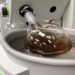 successful whiskey distillation in laboratory 117938