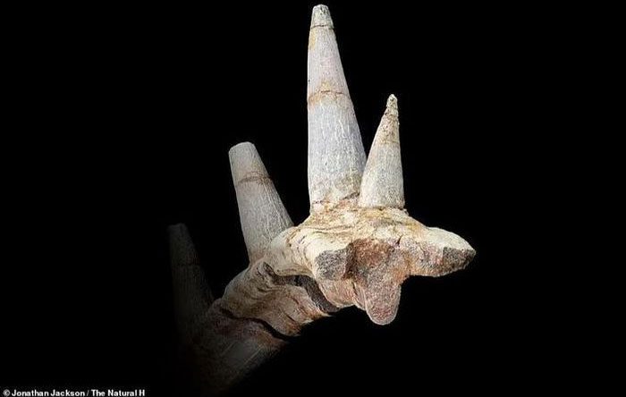 Four specimens connected together showing a row of spikes growing on the back of the Jurassic monster