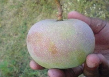 super rare mango variety looks like apple but tastes like banana only found in one place in the world 116172