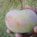 super rare mango variety looks like apple but tastes like banana only found in one place in the world 116172