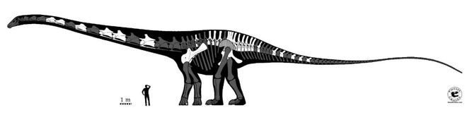 Comparing the size of a Supersaurus with a human.