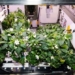 supporting flower planting on the international space station iss 116351