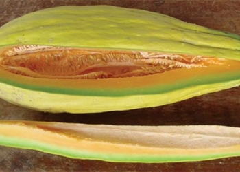 surprised by the fruit with the scent of juicy banana 116374