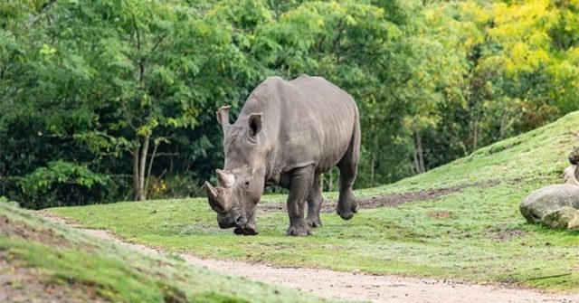 Limpopo the rhinoceros at Wildlands Zoo on September 13