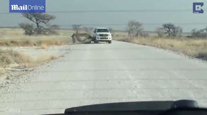 The rhinoceros charges straight towards the tourist jeep.