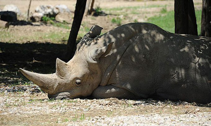 Southern white rhinoceros Toby.