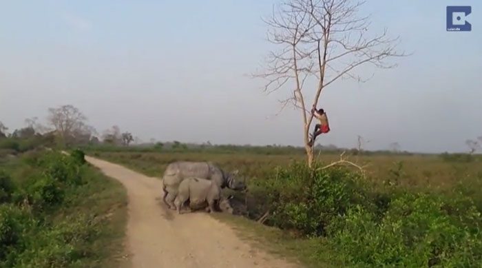 Out of sheer panic, the mahout climbed a tree to escape the pursuit.