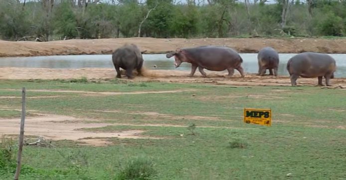Upon getting too close to the group of hippos, the rhino is met with fierce resistance.