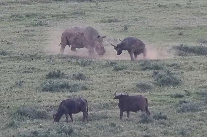 The fight occurred because the rhino family encroached on the buffalo herd's territory.