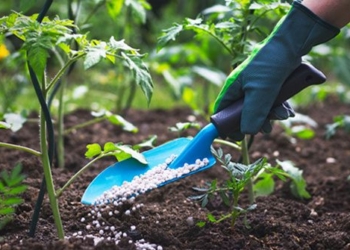 technology development speed up ingredient fertilizer animal feed 117211