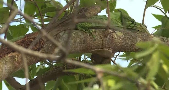 Emerald tree monitor preying on chicks.