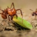 the amazing antics of these ant eaters 116136