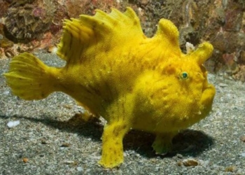 the amazing truth about underwater creatures after 112966