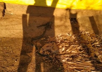 the battle between the mangrove tree and the frog has an unexpected ending the villain is actually the legacy 116461