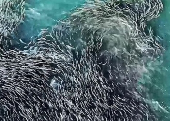 the beautiful voice of the great whales in the ocean 116585