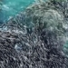 the beautiful voice of the great whales in the ocean 116585