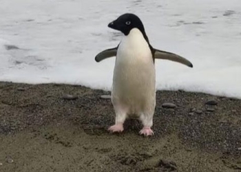 the bird chickens flew 3 000km from the south pole to new zealand 117114