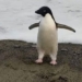 the bird chickens flew 3 000km from the south pole to new zealand 117114