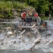 the boat just came to hundreds of fish jumping out of the water 116556