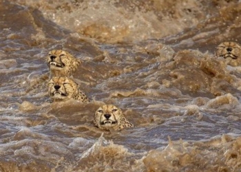 the breathtaking story behind the photo of the great gepa boat in the flood water is successful 115988