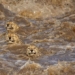 the breathtaking story behind the photo of the great gepa boat in the flood water is successful 115988