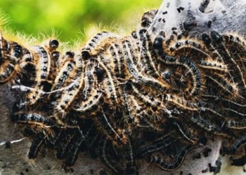 the day even the small butterflies and caterpillars have a significant impact on global carbon emissions 117386