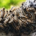 the day even the small butterflies and caterpillars have a significant impact on global carbon emissions 117386