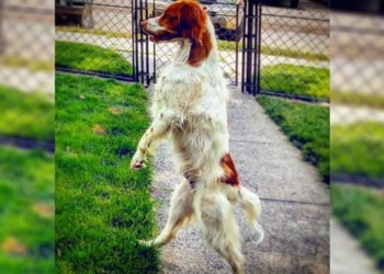 the dog walks on 2 legs extremely smoothly like a human 116952