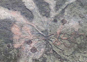 the fastest growing forest in the world is like this 115900