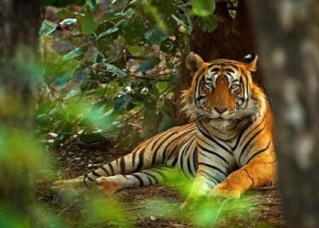 the first law to remember when going to india is never to lose sight of a bengal tiger 117633
