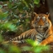 the first law to remember when going to india is never to lose sight of a bengal tiger 117633