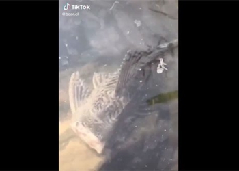 the fish has broken the head while still being raised by a phrase that leaves everyone amazed 117265