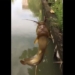 the fish of the god that makes fishermen shocked and the community worried about its origin 115919