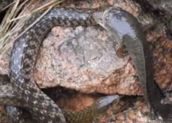 the fish swallowed the snake head when it was dragged onto the land the 3rd enemy appeared and the ending was hard to believe 117877