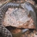 the fish swallowed the snake head when it was dragged onto the land the 3rd enemy appeared and the ending was hard to believe 117877