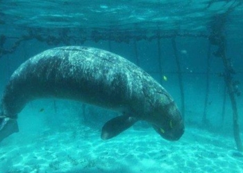 the frightening accident discovered by researchers below the ocean 117744