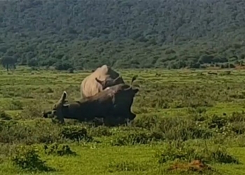 the giant bull turtle 116414