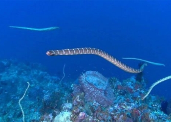 the horrifying sight of marine creatures dying 10 times faster than their prey according to study 117796