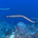 the horrifying sight of marine creatures dying 10 times faster than their prey according to study 117796
