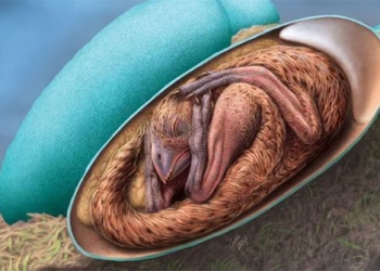 the long frames are preserved intact in the 70 million year old egg 117867